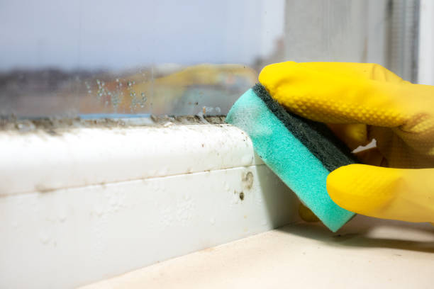 Mold Removal and Inspection in Killen, AL