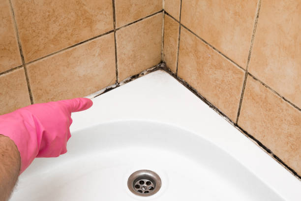 Best Certified Mold Removal  in Killen, AL